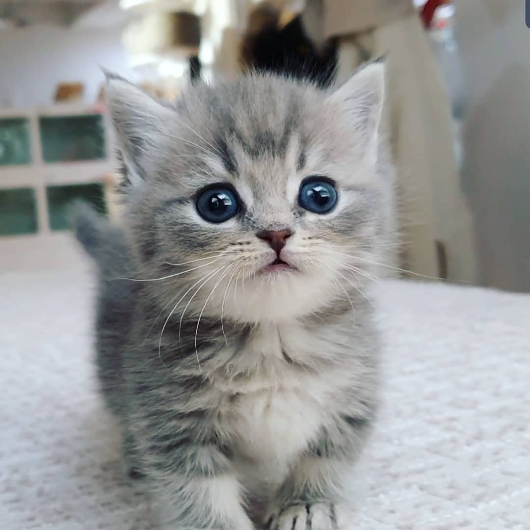 Munchkin Cat