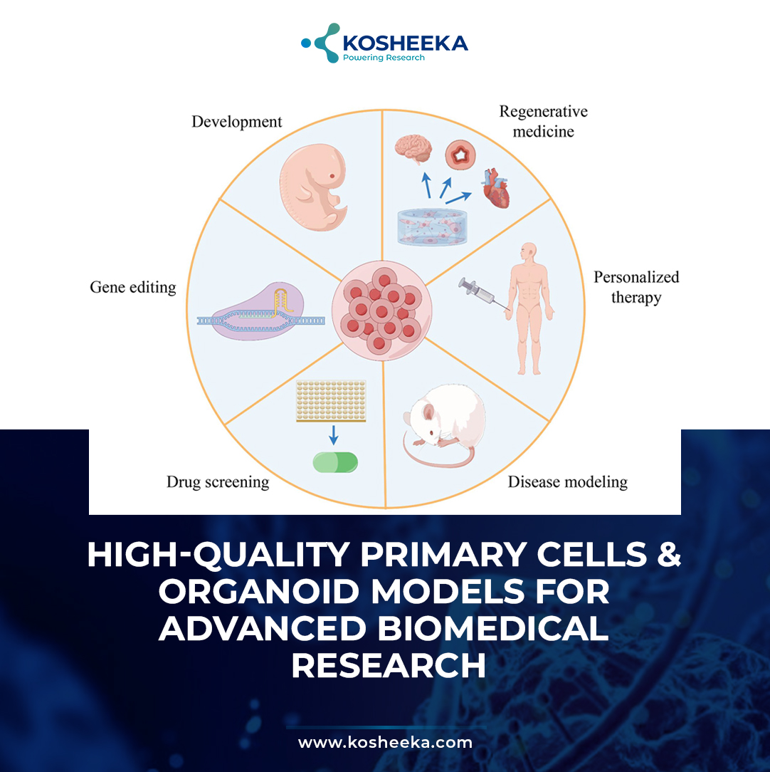 High-Quality Primary Cells & Organoid Models for Advanced Biomedical Research