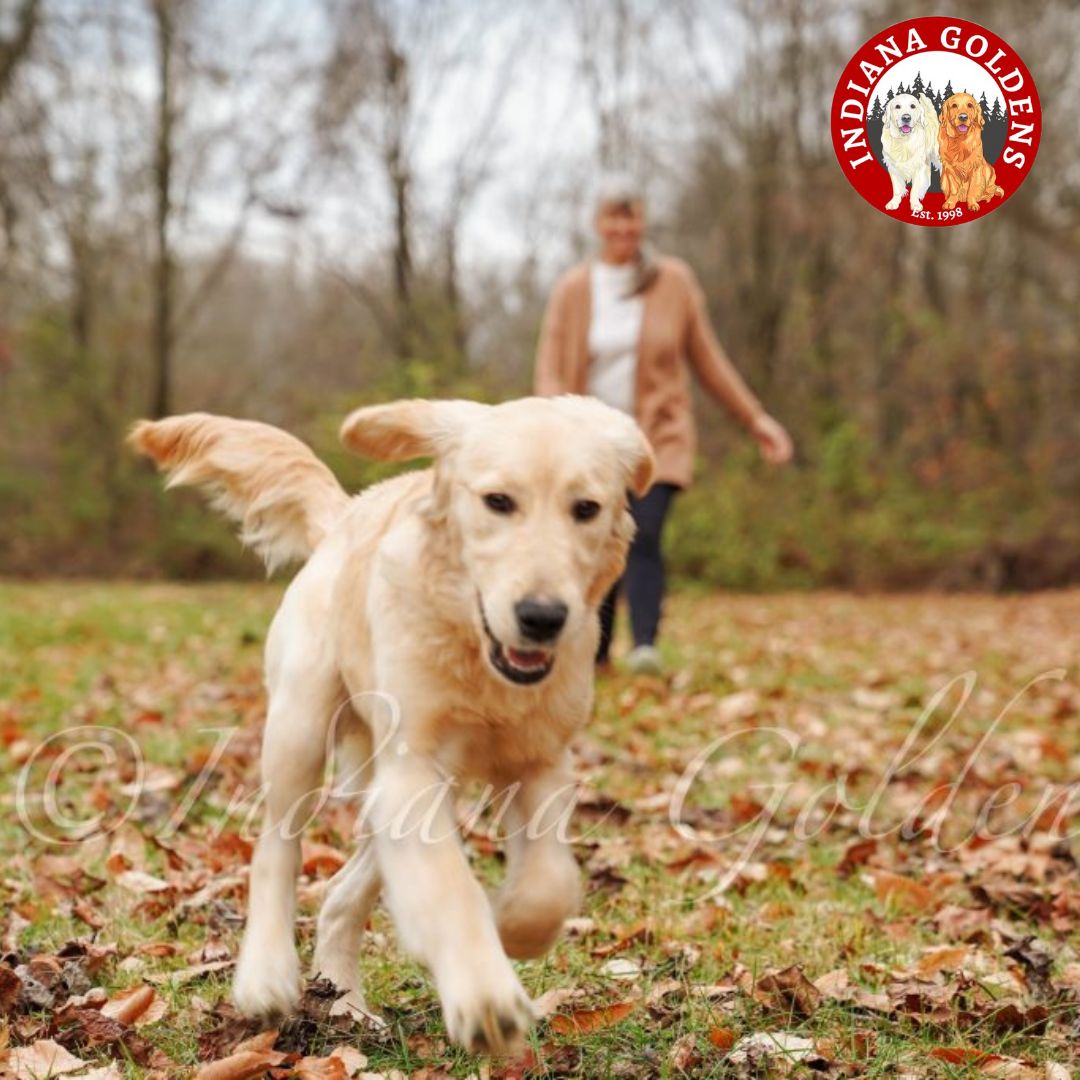 English Cream Golden Retriever: AKC Certified, and Child-friendly