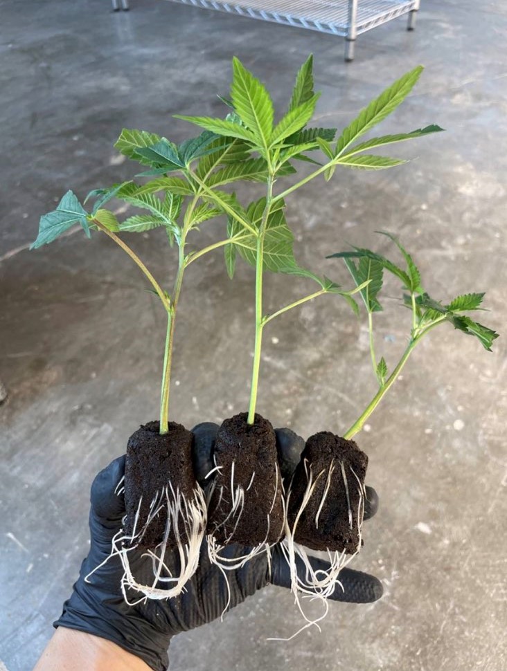 Healthy And Beauty Clones.