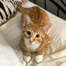 Mykitten